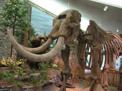 mastodon skeleton replica located in Mastodon State Historic Site near Imperial Missouri