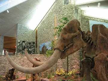 mastodon skeleton replica located in Mastodon State Historic Site near Imperial Missouri