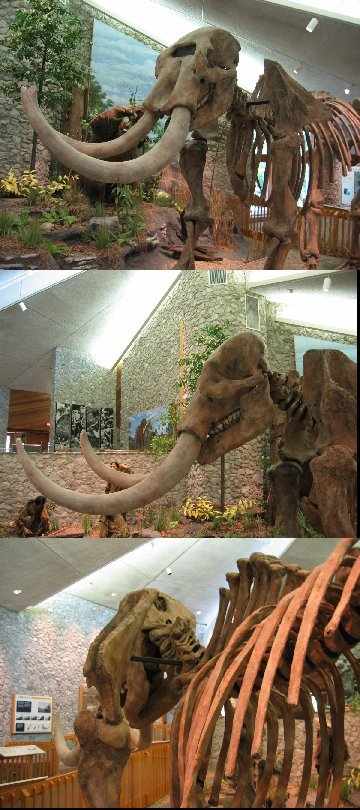 mastodon skeleton replica located in Mastodon State Historic Site near Imperial Missouri