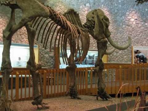 mastodon skeleton replica located in Mastodon State Historic Site near Imperial Missouri